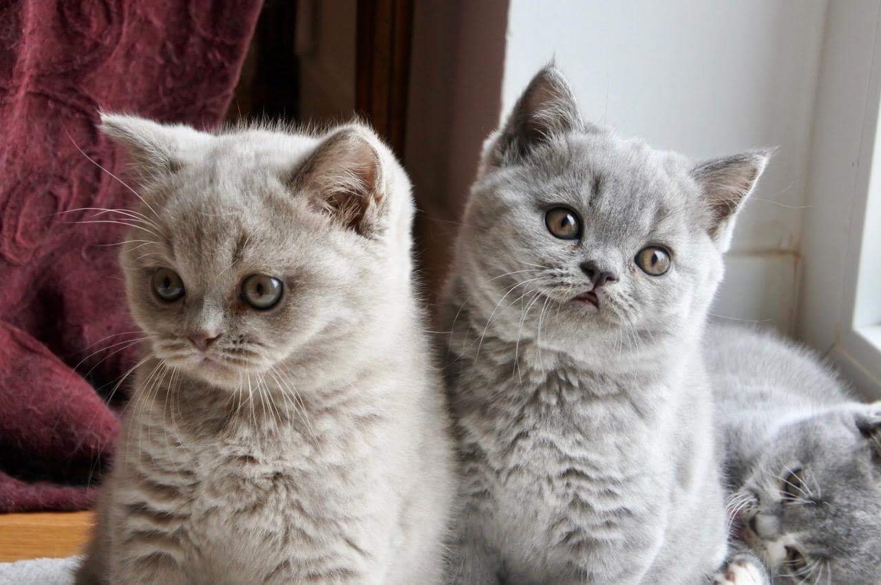 Chatons British Shorthair V2 Les British Du Clos D Eugenie
