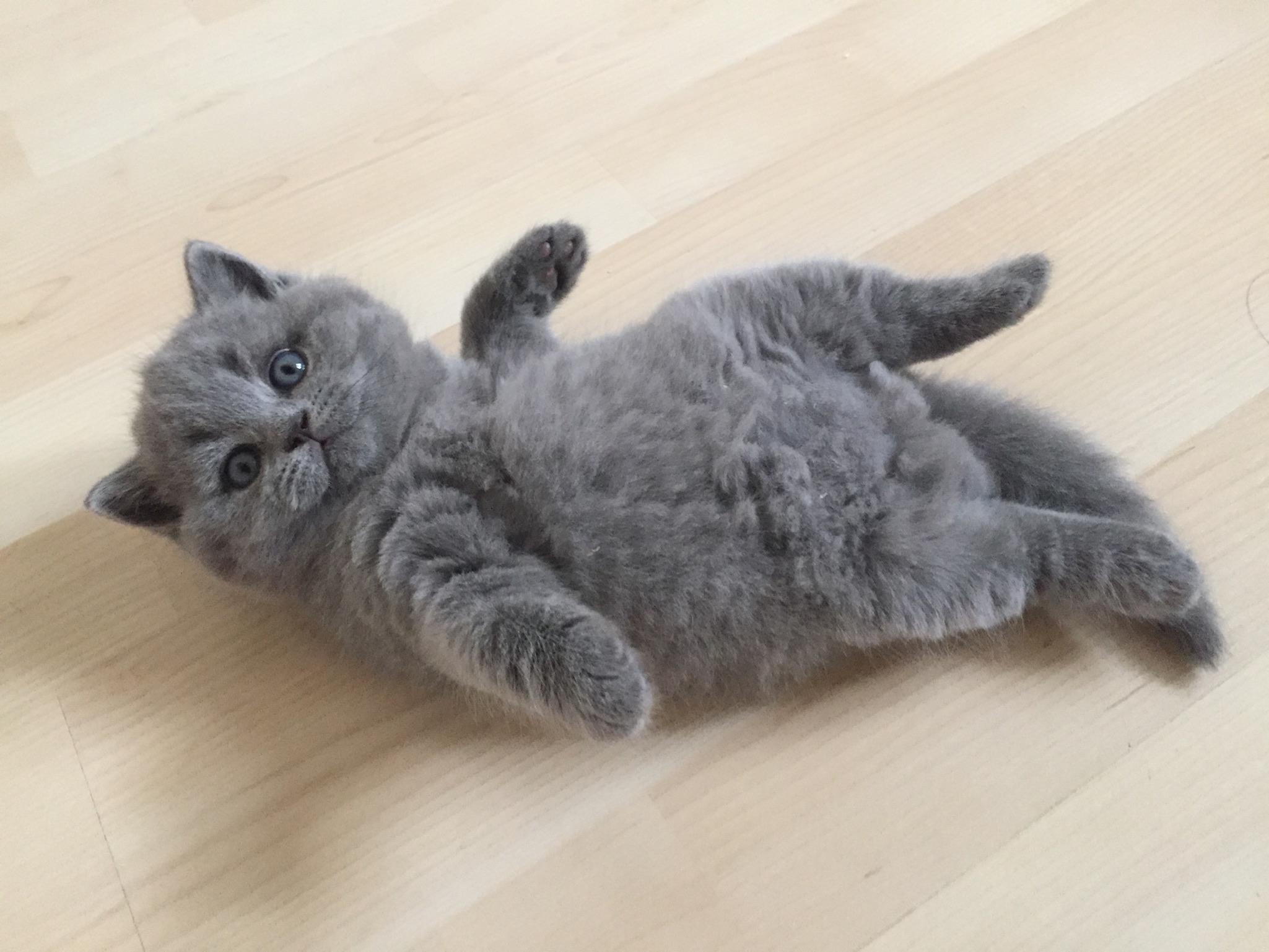 Chatons British Shorthair V2 Les British Du Clos D Eugenie